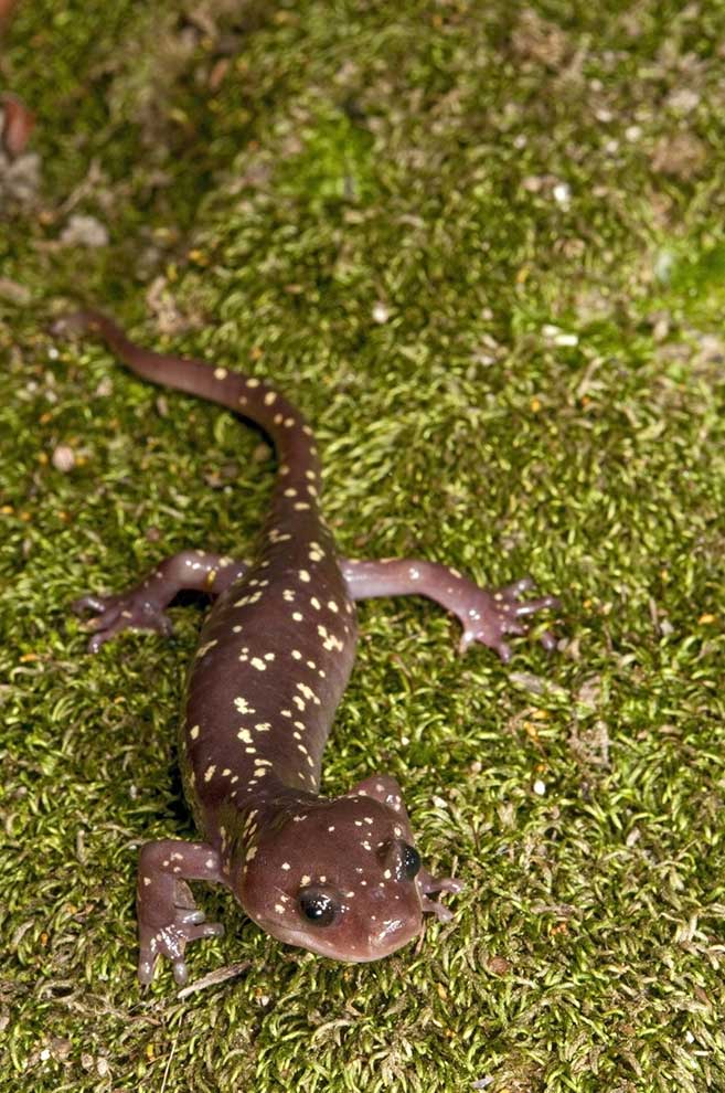kalifornijska salamandra nadrzewna