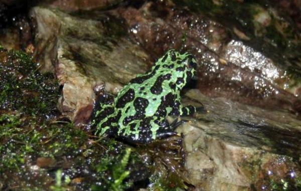 kumak dalekowschodni (Bombina orientalis)