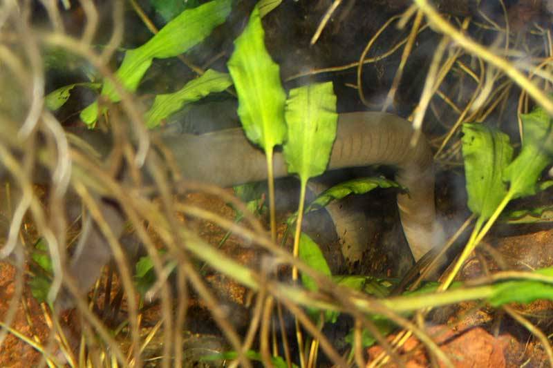 płazowiec kolumbijski (Typhlonectes natans)