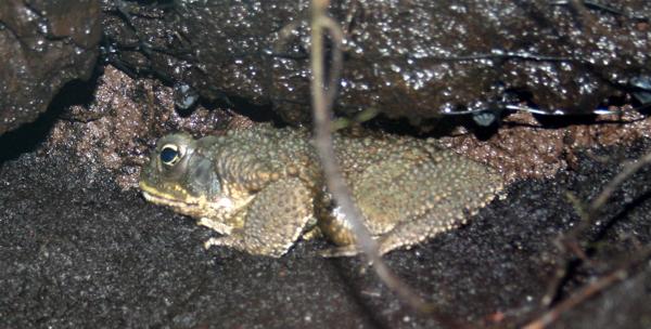 ropucha aga, kururu (Bufo marinus)
