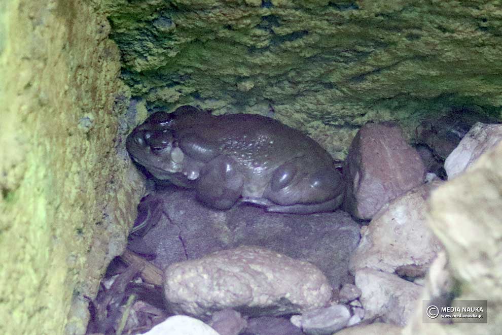 ropucha koloradzka (Incilius alvarius)