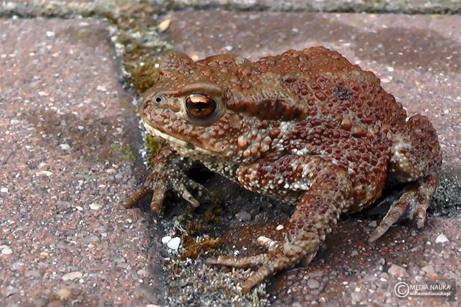 ropucha szara (Bufo bufo)