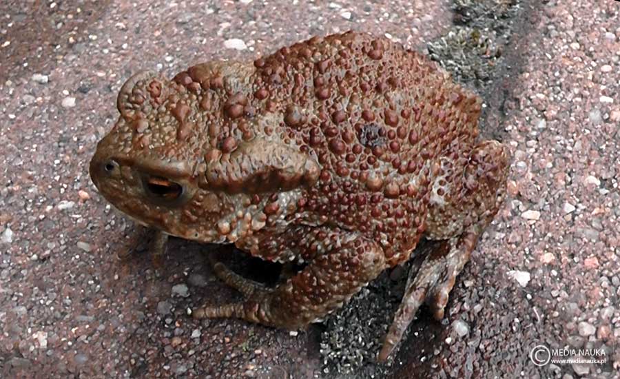 ropucha szara (Bufo bufo)