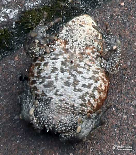ropucha szara (Bufo bufo)