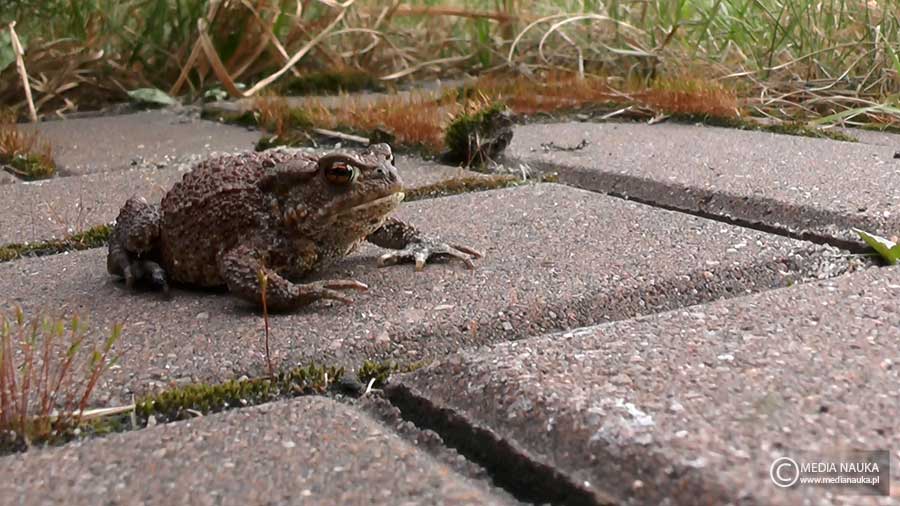 ropucha szara (Bufo bufo)