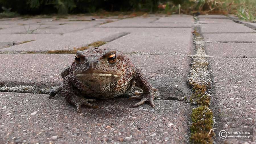 ropucha szara (Bufo bufo)