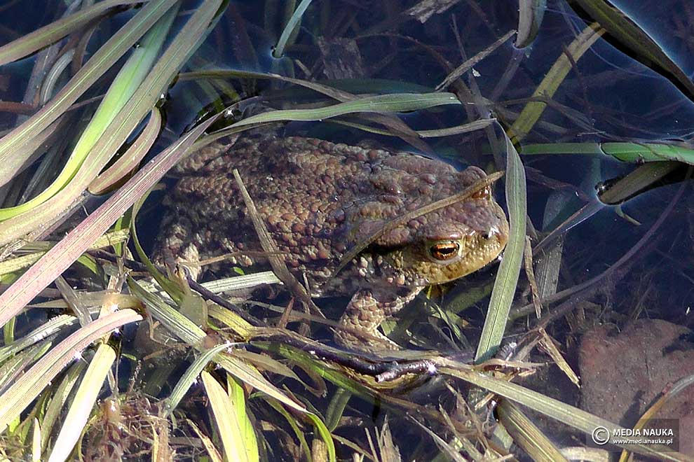 ropucha szara (Bufo bufo)