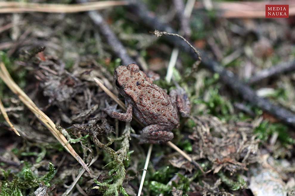 ropucha szara (Bufo bufo)