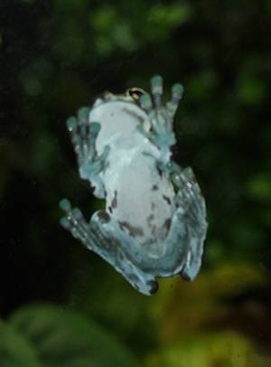 rzekotka żabia (Trachycephalus resinifictrix)