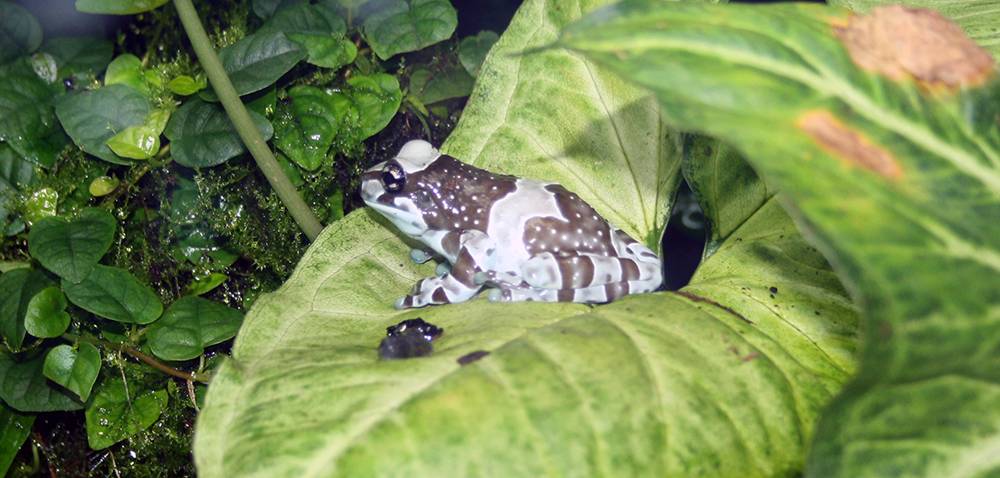 rzekotka żabia (Trachycephalus resinifictrix)