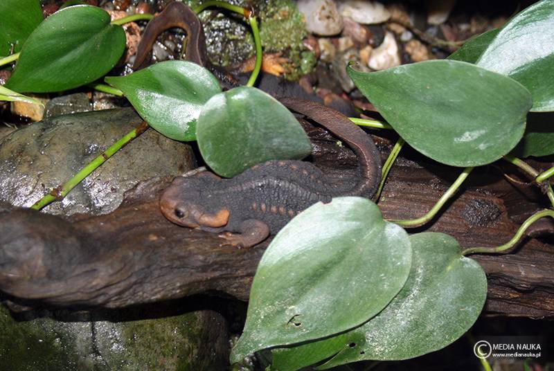 salamandra mandaryńska (Tylototriton shanjing)
