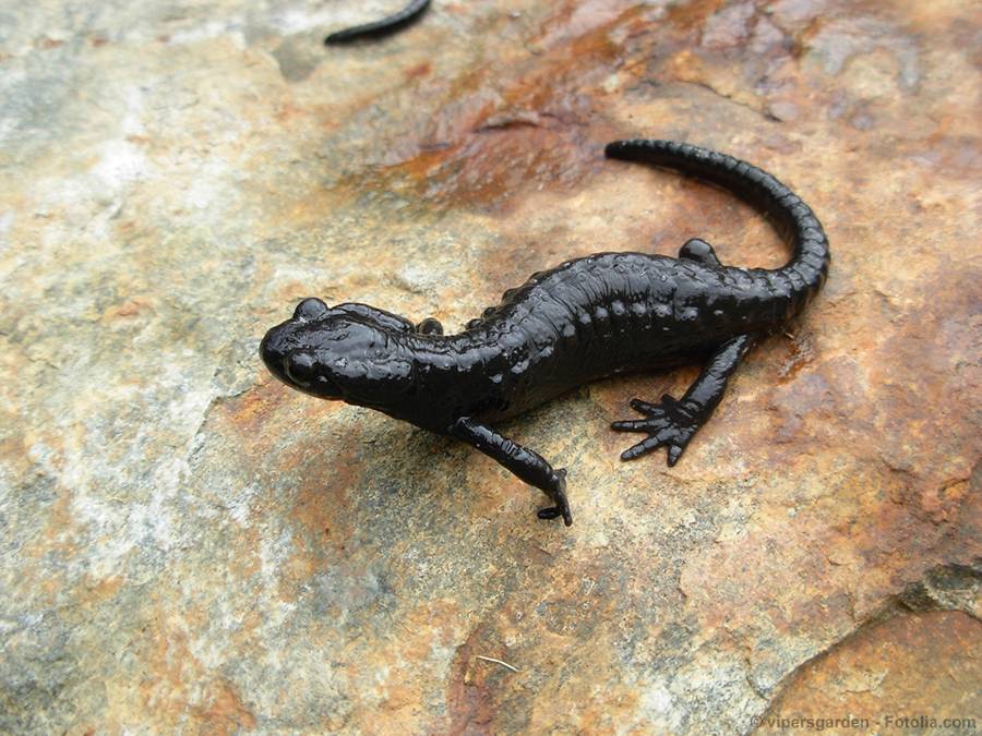 salamandra czarna
