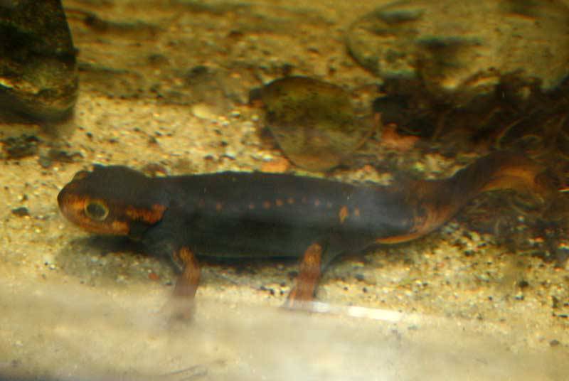salamandra mandaryńska (Tylototriton shanjing)