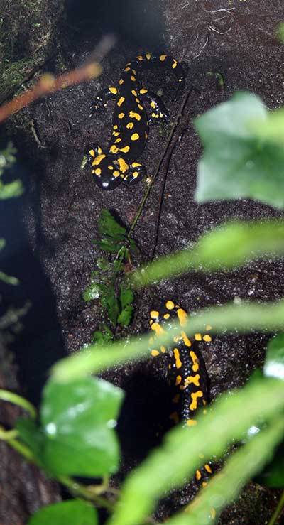 salamandra plamista (Salamandra salamandra)