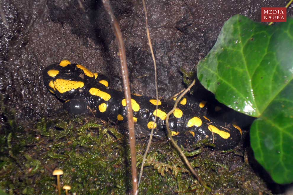 salamandra plamista (Salamandra salamandra)