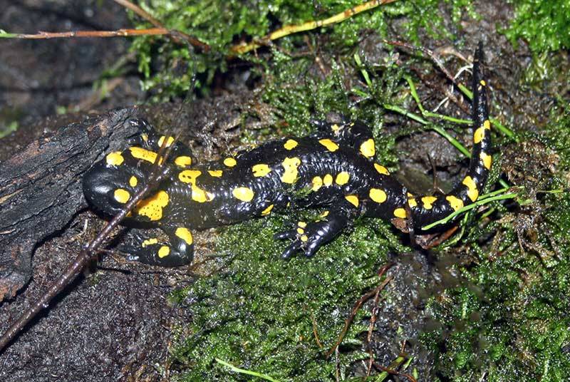 salamandra plamista (Salamandra salamandra)