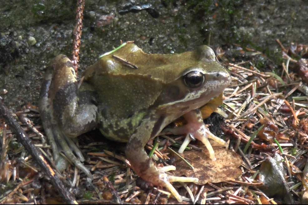 żaba moczarowa (Rana arvalis)