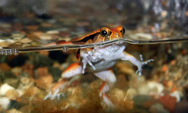żaba pomidorowa (Dyscophus guineti)
