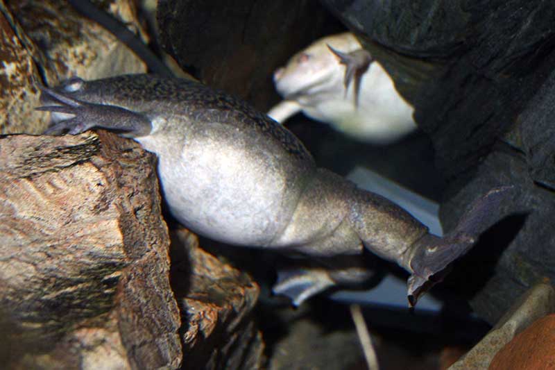 żaba szponiasta (Xenopus laevis)