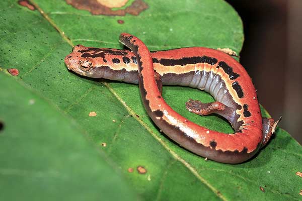 (Bolitoglossa mexicana)