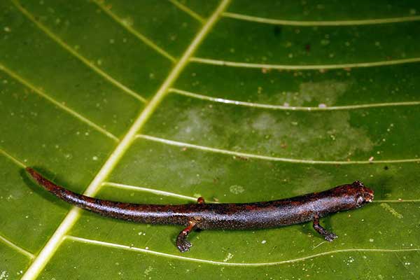 Grzybozorek peruwiański (Bolitoglossa peruviana)