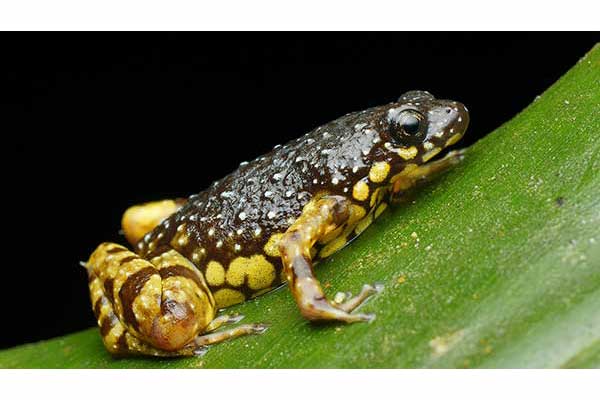 (Chaperina fusca)
