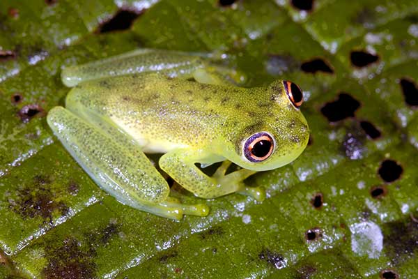 (Chimerella mariaelenae)