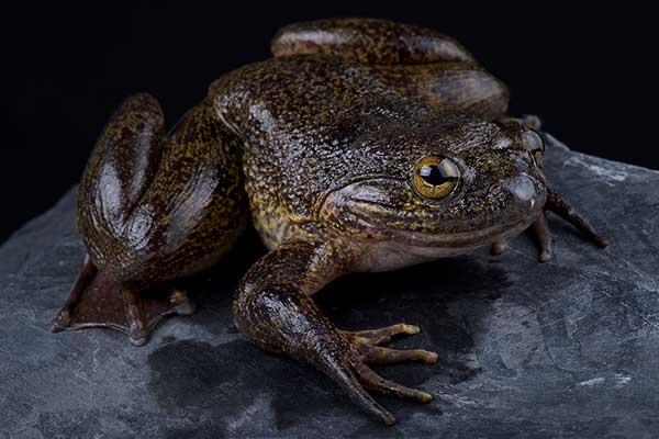 (Conraua robusta)