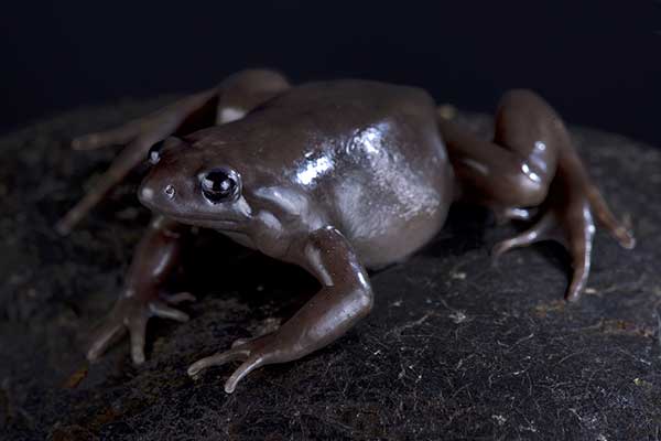 (Ctenophryne aterrima)