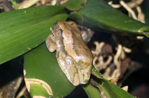 Drzewiarka wielkooka (Leptopelis vermiculatus)