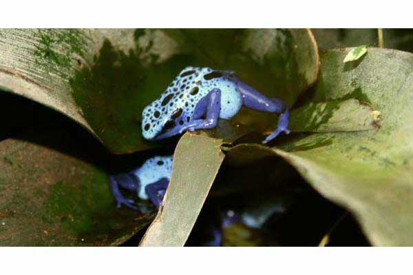 Drzewołaz błękitny (Dendrobates tinctorius azureus)