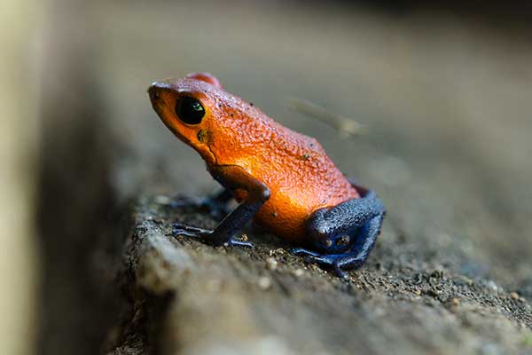 Drzewołaz karłowaty (Oophaga pumilio)