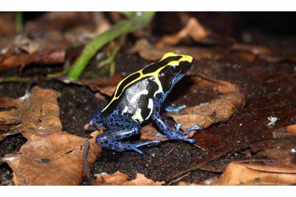 Drzewołaz plamisty (Dendrobates tinctorius)