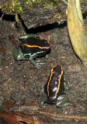 Drzewołaz skoczny (Phyllobates vittatus)