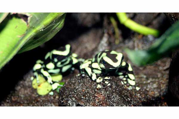 Drzewołaz złocisty (Dendrobates auratus)