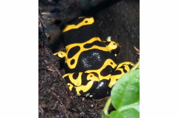 Drzewołaz żółtopasy (Dendrobates leucomelas)