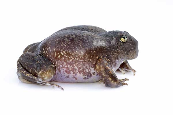 (Glyphoglossus molossus)