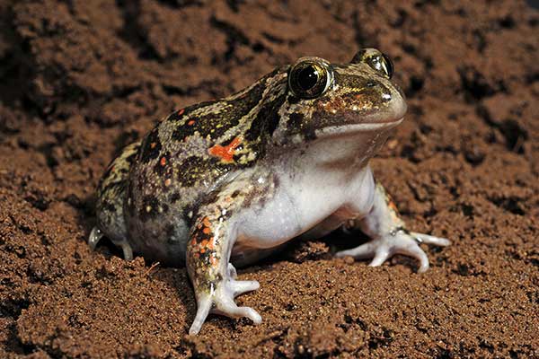 Grzebiuszka syryjska (Pelobates syriacus)