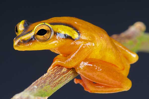 (Hyperolius puncticulatus)