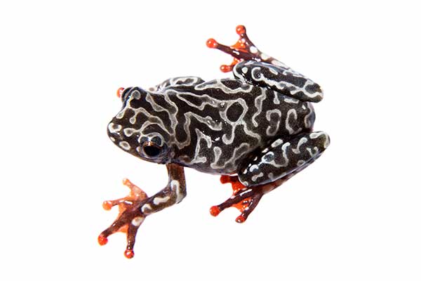 (Hyperolius riggenbachi)