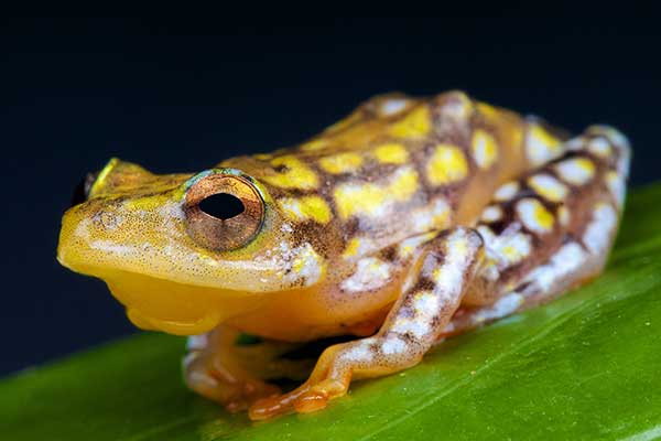 (Hyperolius substriatus)
