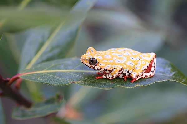 (Hyperolius viridiflavus)