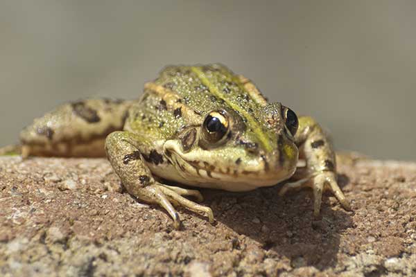 Iberyjska żaba wodna (Pelophylax perezi)