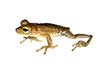 Boana fasciata