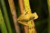 Dendropsophus minutus