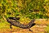 Plethodon welleri