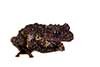 Theloderma bicolor