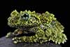 Theloderma corticale