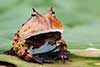 Amazońska żaba rogata