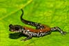 Plethodon yonahlossee